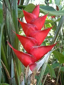 Heliconia caribaea