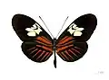 Heliconius melpomene penelope ♀ parte dorsal