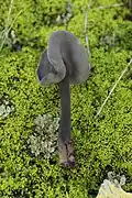 Helvella atra