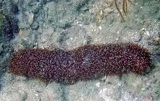 H. limax en Koh Phangan