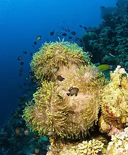 H. magnifica y Dascyllus trimaculatus.