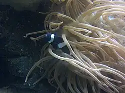 A. polymnus en Heteractis magnifica, en acuario