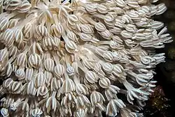 Heteroxenia fuscescens