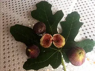 Higo 'Carballar Negra' vista del pedúnculo.