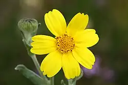 Monolopia lanceolata