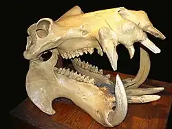 Cráneo de hipopótamo.