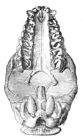 Cráneo de Homalodotherium segoviae, vista ventral