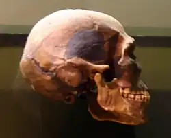 Reproducción completada de Predmosti 3. Tenía una gran capacidad craneal, 1580&nbsp;cm³, y la cara no tan plana como los humanos actuales. Utilizó huesos de mamut para construir sus viviendas.