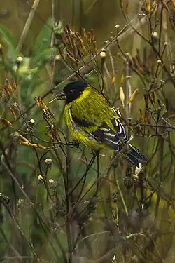 Macho, subespecie paulus, Ecuador.