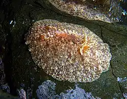 Hoplodoris grandiflora