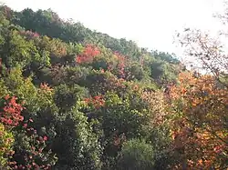 Pistacia añadiendo rojo al paisaje del monte Meron, Israel