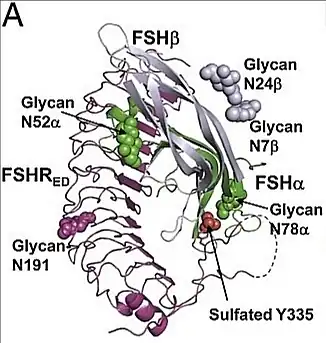 alt=Estructura 3D de la FSH, una glucoproteína heterodímero. FSH α = subunidad alfa α de FSH se muestra en verde, FSH β = subunidad beta β de FSH se muestra en gris. Glycan = carbohidratos: N52α, N78α como bolas en verde. N7β, N24β representados como bolas en gris. FSH-R sector extracelular del receptor se muestra en magenta.