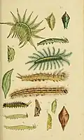 Ilustraciones de larvas de Nymphalidae de la India. Catalogue of the lepidopterous insects in the Museum of Natural History at the East-India House. Multiple dates 1857 - 1859; 1857-1859, autores: Thomas Horsfield y Frederic Moore