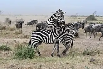 Cebras jugando en el parque.