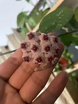 hoya obovata flor