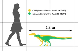 Diagrama a escala de los dos especímenes conocidos con un humano, el holotipo en verde.