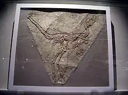 Fósil del Huaxiagnathus orientalis