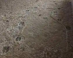 Huellas de camello extinto (Paracamellichnum jumillensis) sobre yeso del Yacimiento de la Hoya de la Sima (Jumilla - Murcia)