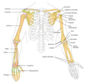 Huesos del miembro superior.