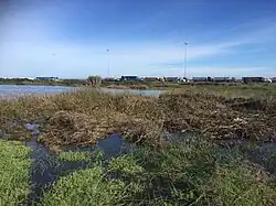 Humedal Laguna Llolleo, conocido popularmente como Ojos de Mar de Llolleo. Imagen tomada en Junio de 2020.