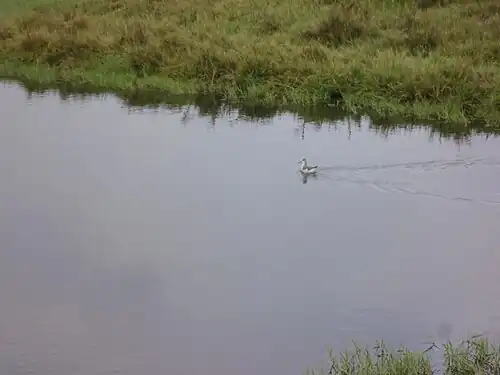 Pollito de mar tricolor en el Humedal.