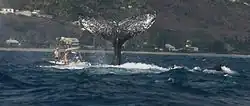 Ballenas jorobadas frente a la costa de Saint-Gilles, Reunión