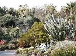 Las plantas xerófilas están adaptadas para sobrevivir largos períodos de sequía.