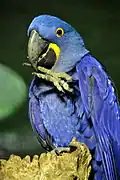 Guacamayo jacinto