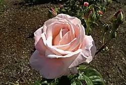 híbrido de té 'First Love', Swim 1951. En el Bush's Pasture Park Rose Garden, Salem (Oregón).