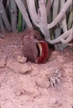 Flor emergente de Hydnora africana en un desierto dominado por Euphorbia mauritanica cerca de Fish River Canyon, al sur de Namibia, 2000.