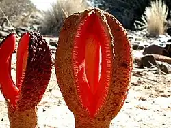 Flor de Hydnora africana Distrito Karasburg, Namibia, 2002.
