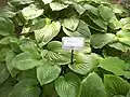 Hosta plantaginea en el orto botanico de Milano.