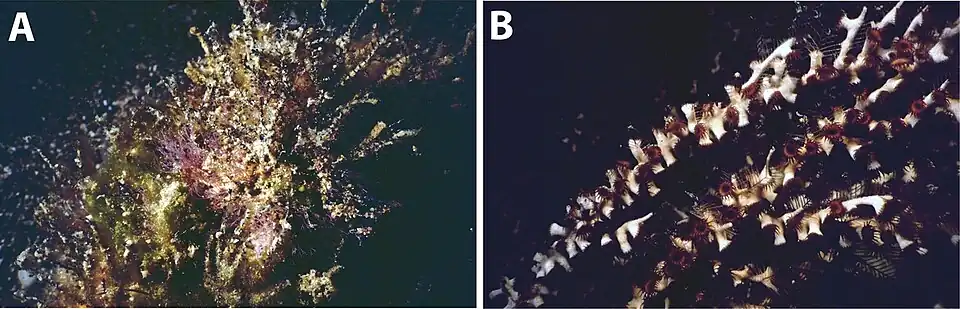 Hydrozoanthus gracilis