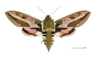 Esfinge de la lechetrezna♀