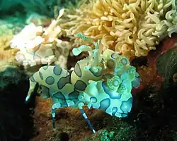 Imagen de H. picta mostrando antenulas, maxilípedos y quelas