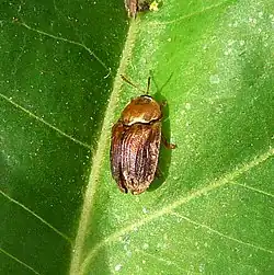 Hypocassida meridionalis