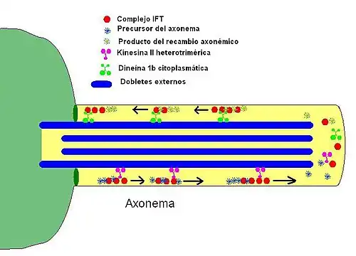 Esquema del transporte en el axonema.