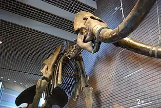Mammuthus sungari en el Parque Museo.
