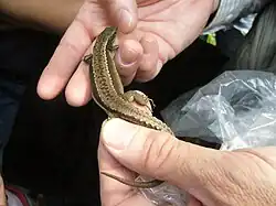 Lagartija serrana Iberolacerta monticola