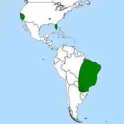 Distribución de Ibicella lutea