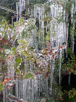 Carámbanos sobre un arbusto