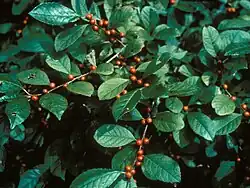 Ilex laevigata