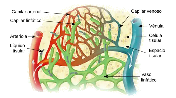 Microcirculación, inicio del sector venoso pos-capilar (vénulas en azul).