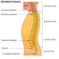 Columna vertebral.