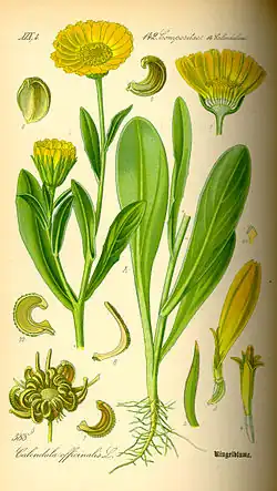Calendula officinalis from Flora von Deutschland, Österreich und der Schweiz, by Thomé, 1885