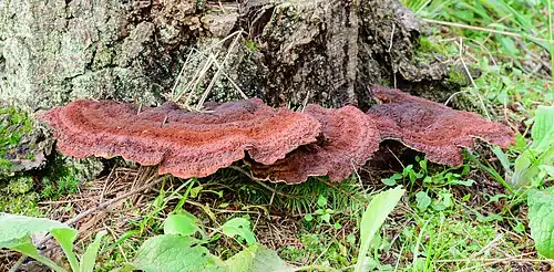 Ischnoderma benzoinum