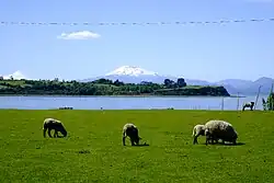 Corderos y volcán Calbuco al fondo