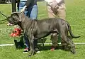 Cane Corso gris atigrado