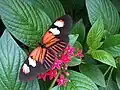 Heliconius erato.