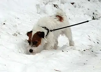 JRT de pelo semi-duro con manto de invierno